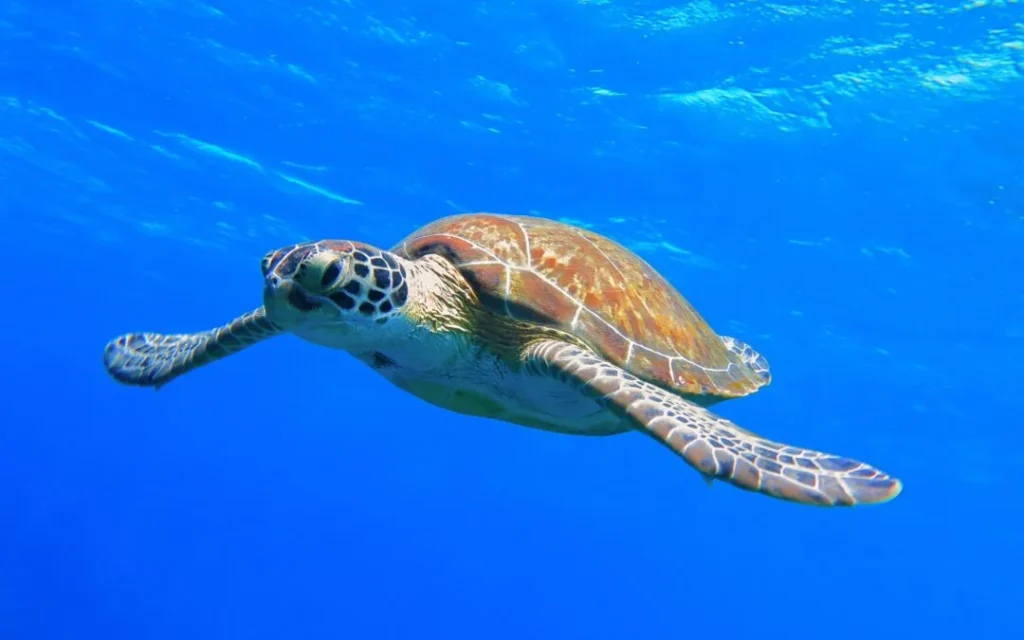 Visit Our Animal Conservation Hotel in Khaolak